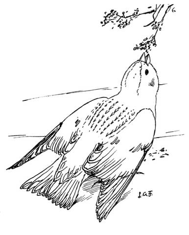 Snow Bunting Coloring Page